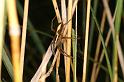 Dolomedes_fimbriatus_D8305_Z_88_Les Gris_Frankrijk